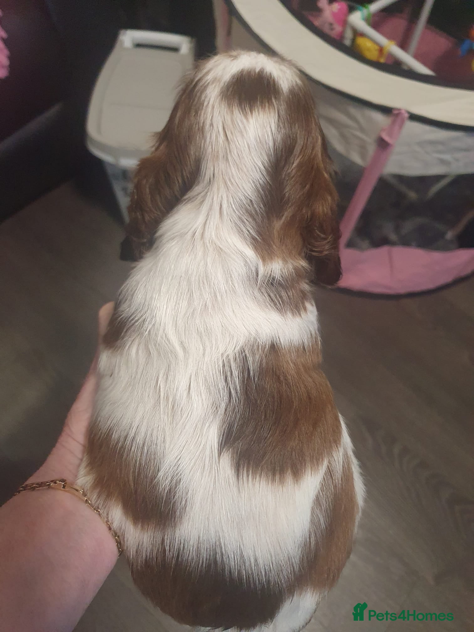 Cocker Spaniel dogs Gorgeous KC Health Tested Show Pups - Advert 2
