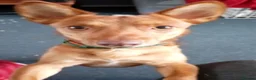 Jack Russell dogs for sale: 15 month old jack Russell in Hemel Hempstead - Advert 4
