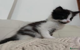 Mixed Breed cats for sale: 4 black + white mixed kittens - Image 6
