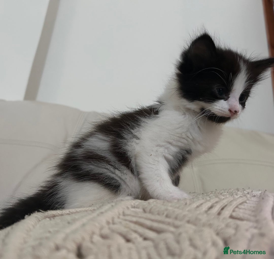 Mixed Breed cats for sale: 4 black + white mixed kittens - Image 6