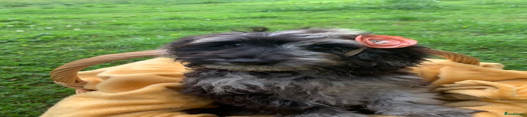 Cockapoo Puppy 4