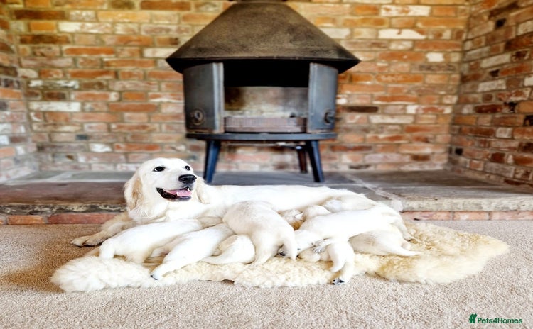 Golden Retriever dogs - Advert 15