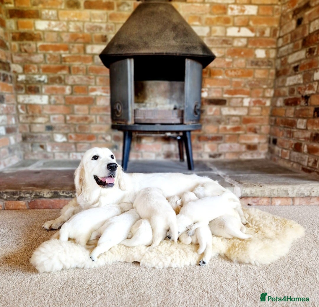 Golden Retriever dogs for sale: Newmiller Retrievers Litter Announcement - Image 1