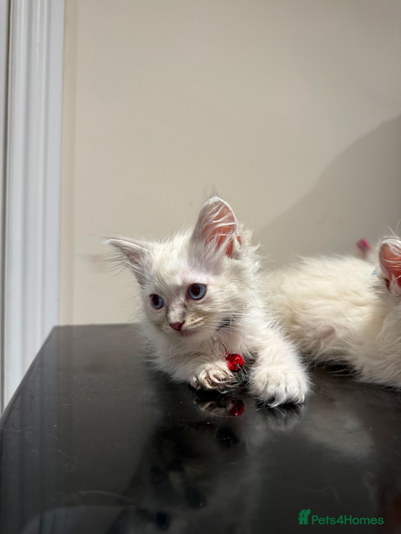 Ragdoll cats Purebred Ragdol Kitten - DNA Verified 100% - Advert 2