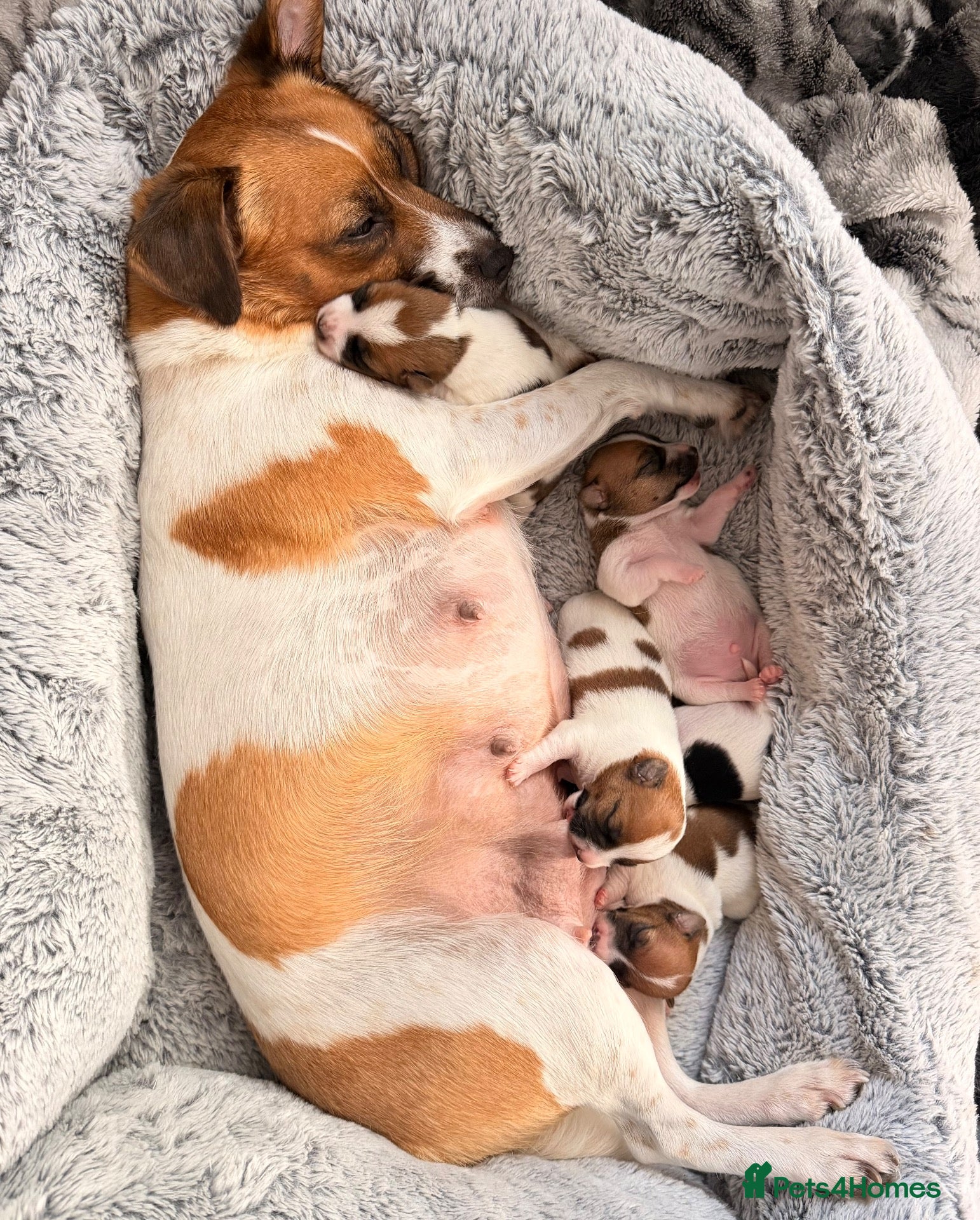 Jack Russell dogs Jack Russell Puppies 🐶  - Advert 2