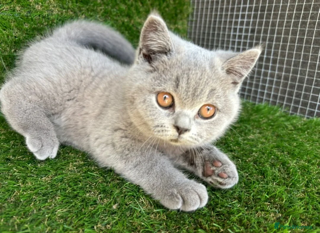 British Shorthair cats for sale: NEW BABIES ARRIVED GCCF British Shorthair Kittens in Tunbridge Wells - Advert 3