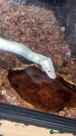 Python Snake reptiles - Advert 8