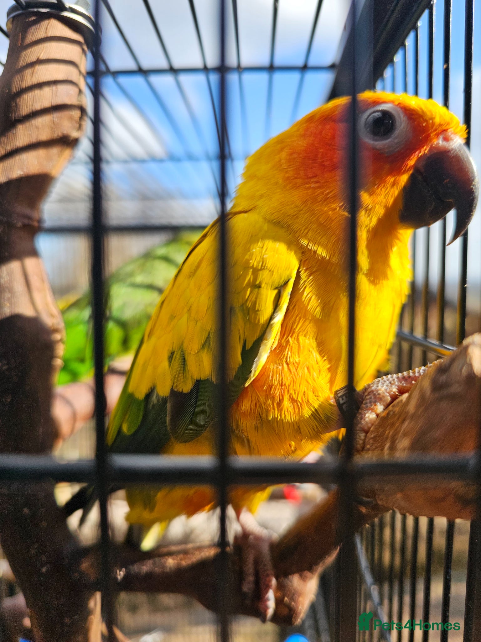 Conures birds for sale: Blue crown, sun conure, green cheeks  - Advert 2