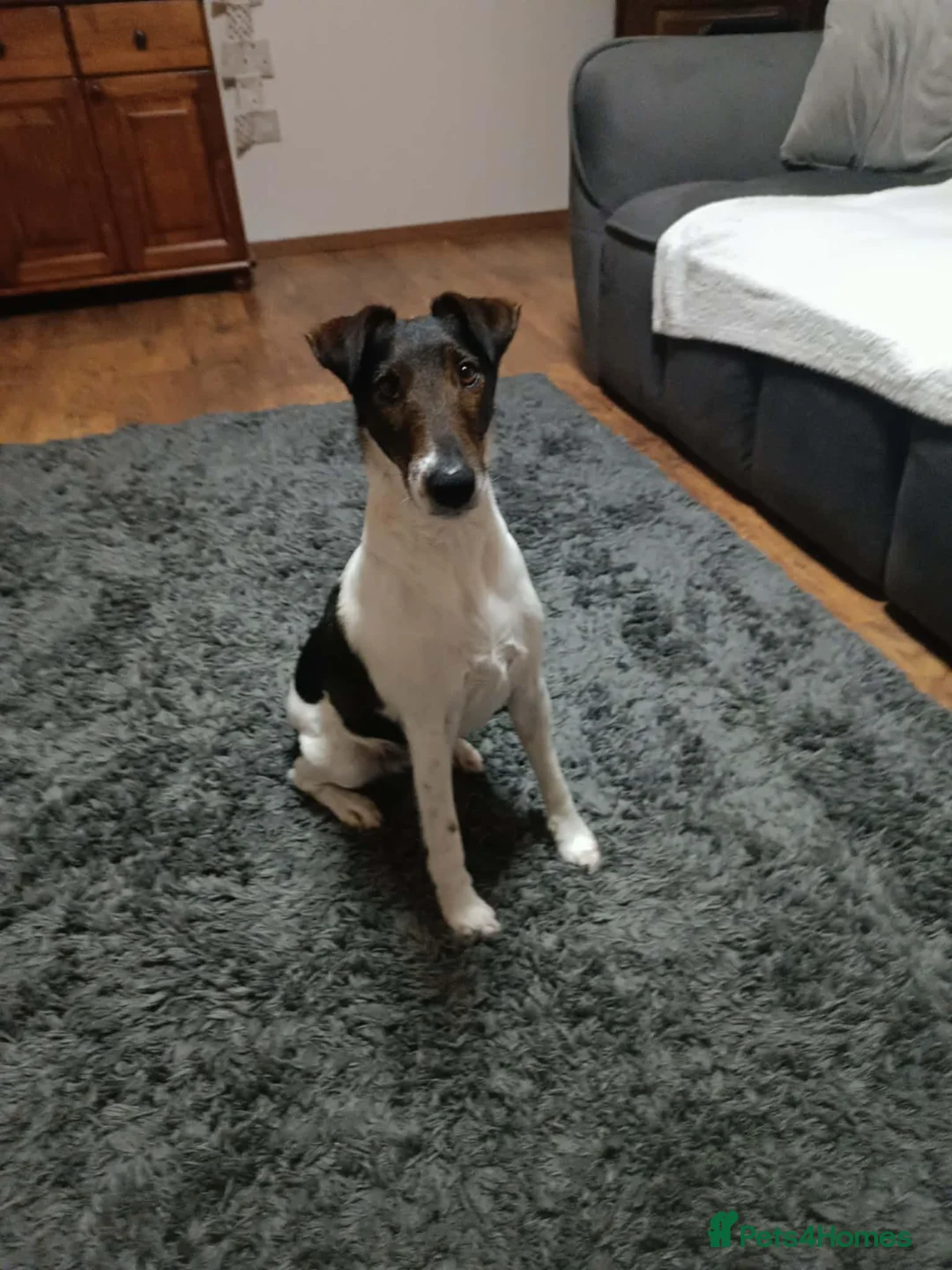 Fox Terrier dogs for adoption: LOVELY LOKI LOOKING FOR LOVE - Advert 2