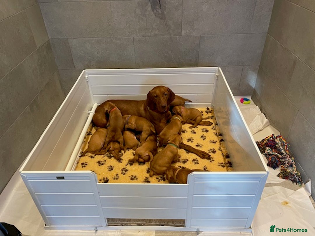 Hungarian Vizsla dogs for sale: Exceptional KC registered Hungarian Vizsla Litter - Image 11