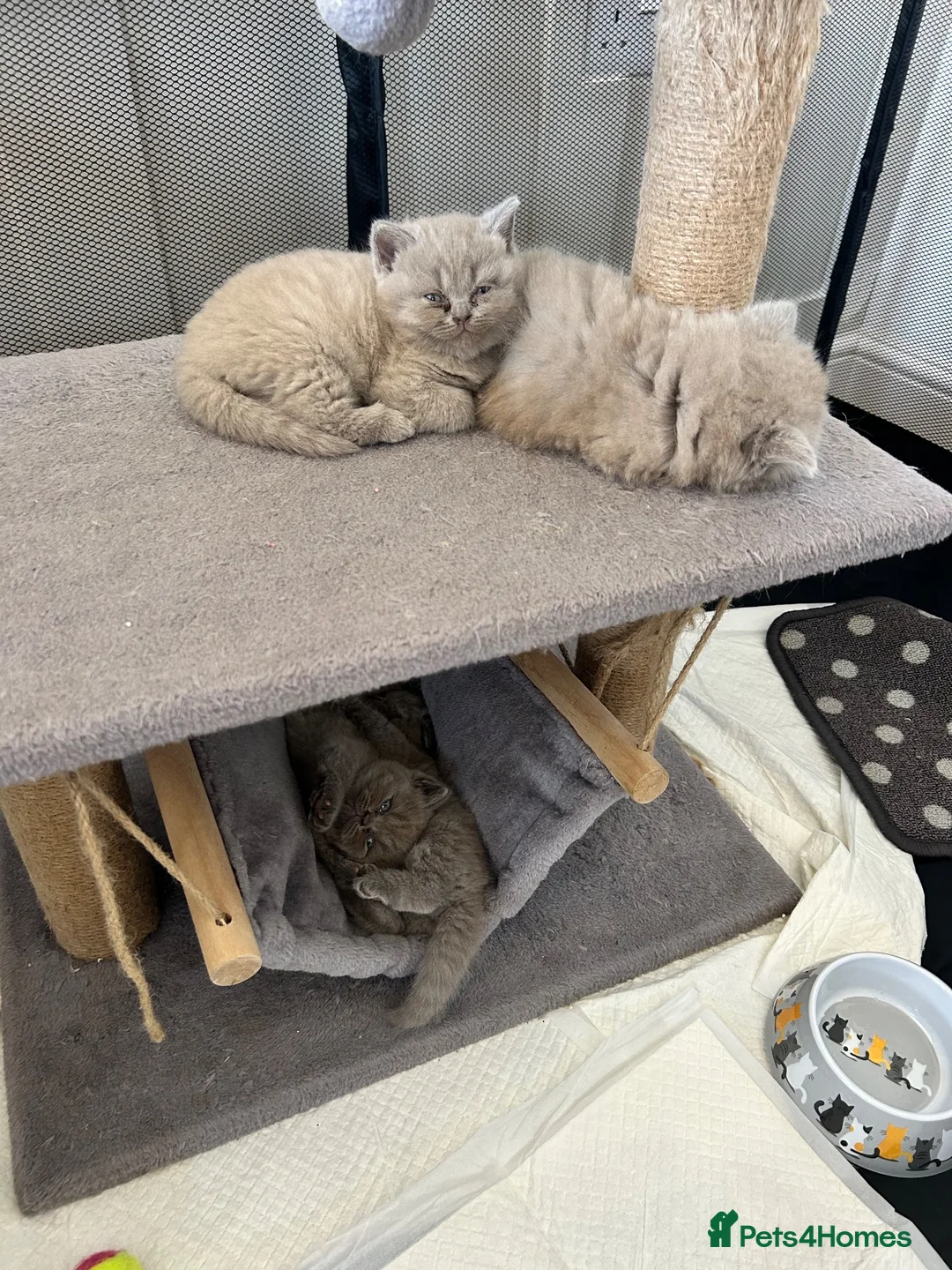 British Shorthair cats for sale: Beautiful lilic grey BSH British shorthair kittens - Advert 18