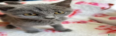 Kitten 2