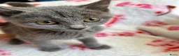 British Shorthair cats for sale: Beautiful British short hair x Russian blue  in Croydon - Advert 18