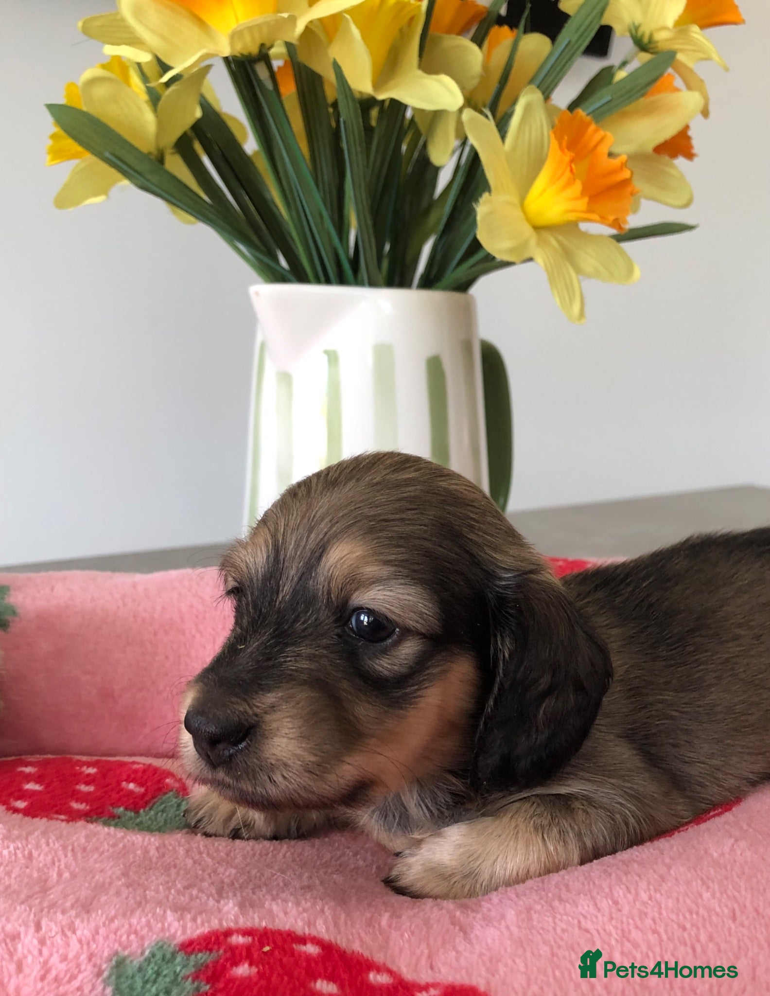 Miniature Dachshund dogs  K.C Reg Miniature Dachshunds L/H - Advert 5