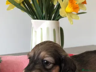 Miniature Dachshund dogs K.C Reg Miniature Dachshunds L/H - Advert 5