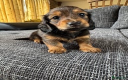 Miniature Dachshund dogs for sale: Miniature dachshund puppies  - Image 8