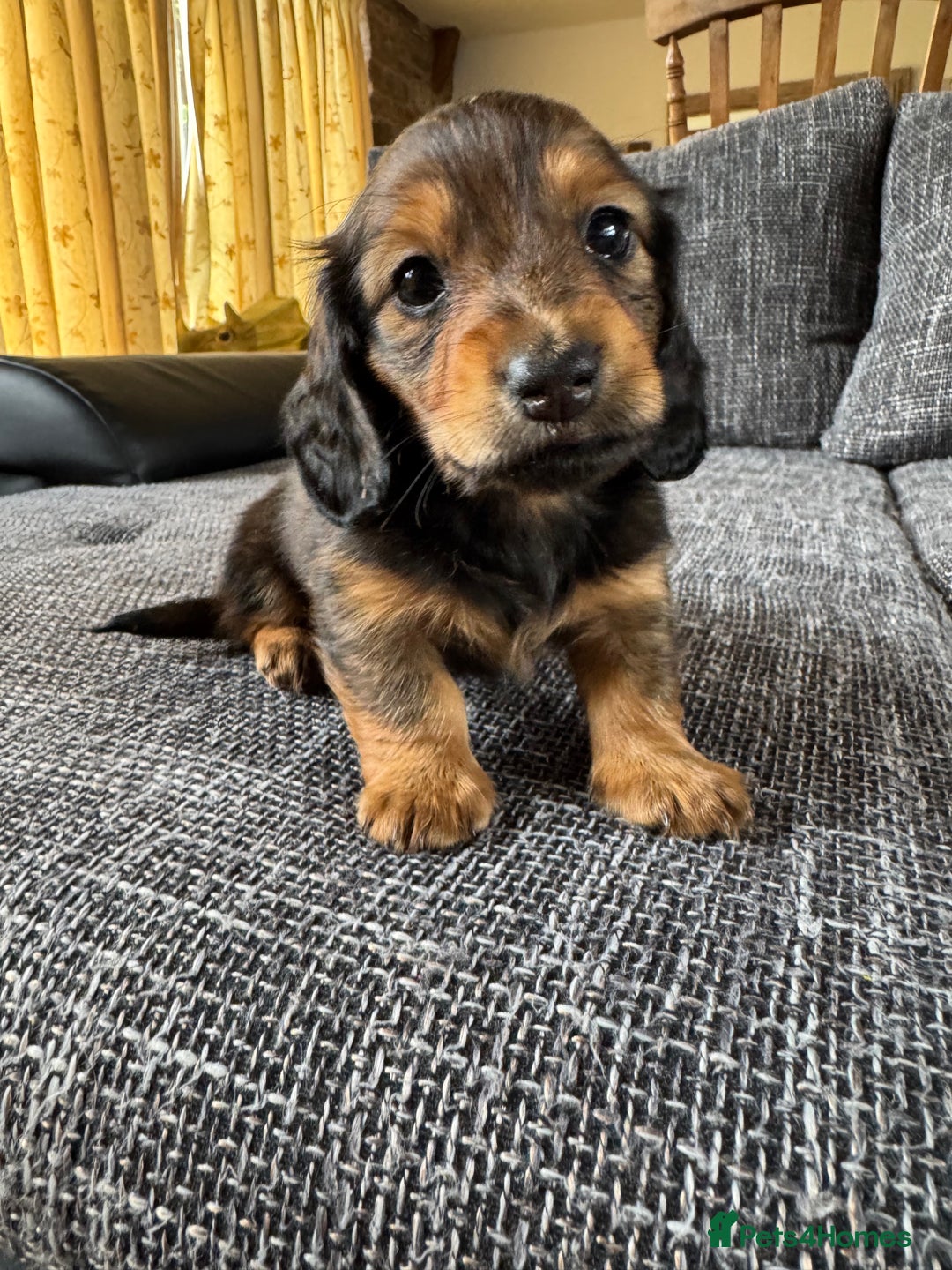 Miniature Dachshund dogs for sale: Miniature dachshund puppies  - Image 8