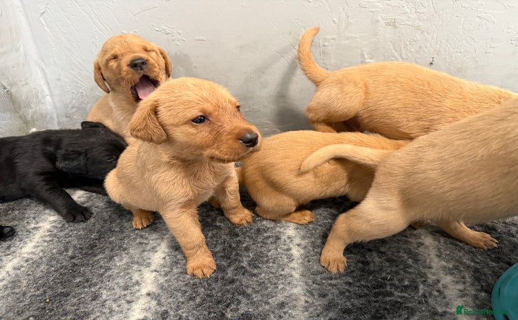 Labrador Retriever dogs - Advert 15