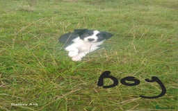 Border Collie dogs for sale: Border collie puppies  - Image 4