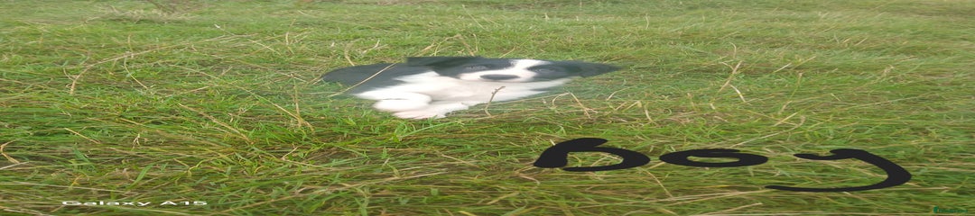 Border Collie Puppy 2