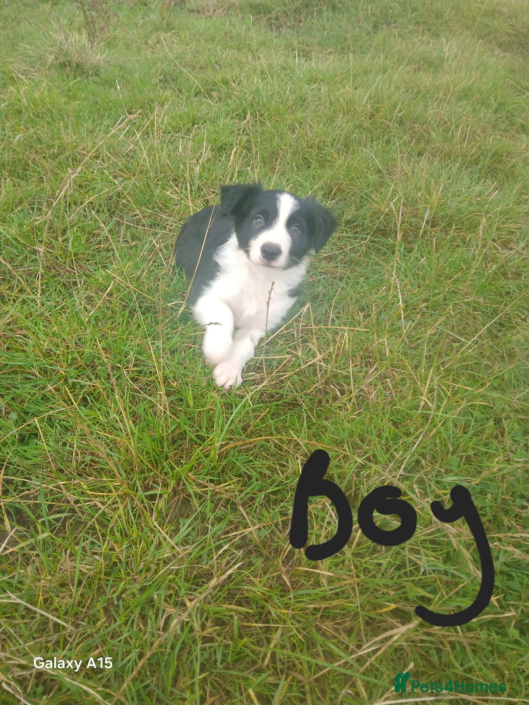 Border Collie dogs for sale: Border collie puppies  - Image 4