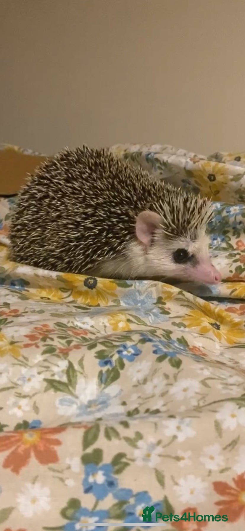 Pygmy Hedgehog rodents Hand Tame Pygmy Hedgehog with cage & accessories  - Advert 3