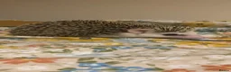 Pygmy Hedgehog rodents for sale: Hand Tame Pygmy Hedgehog with cage & accessories  - Advert 1