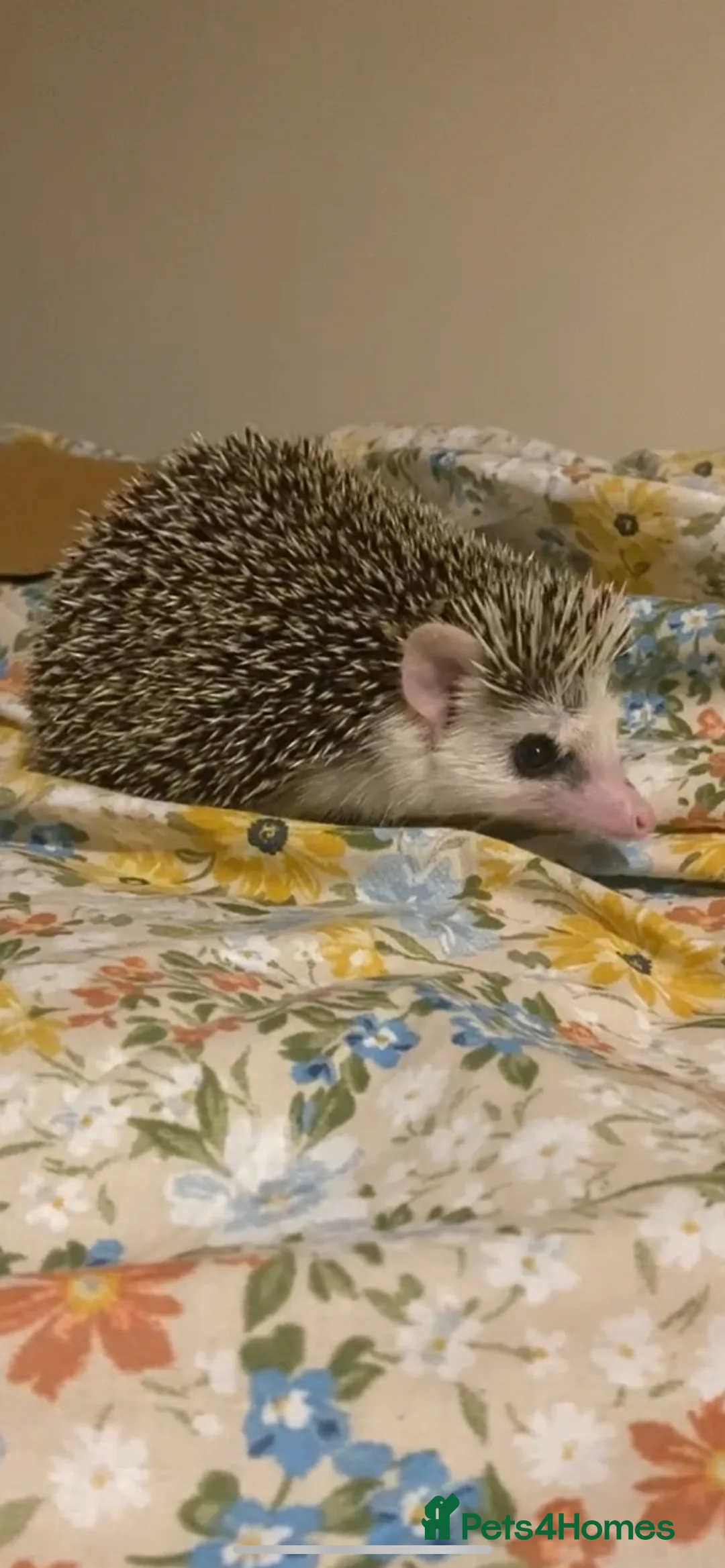 Pygmy Hedgehog rodents for sale: Hand Tame Pygmy Hedgehog with cage & accessories  - Advert 1