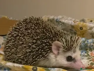 Pygmy Hedgehog rodents Hand Tame Pygmy Hedgehog with cage & accessories - Advert 1