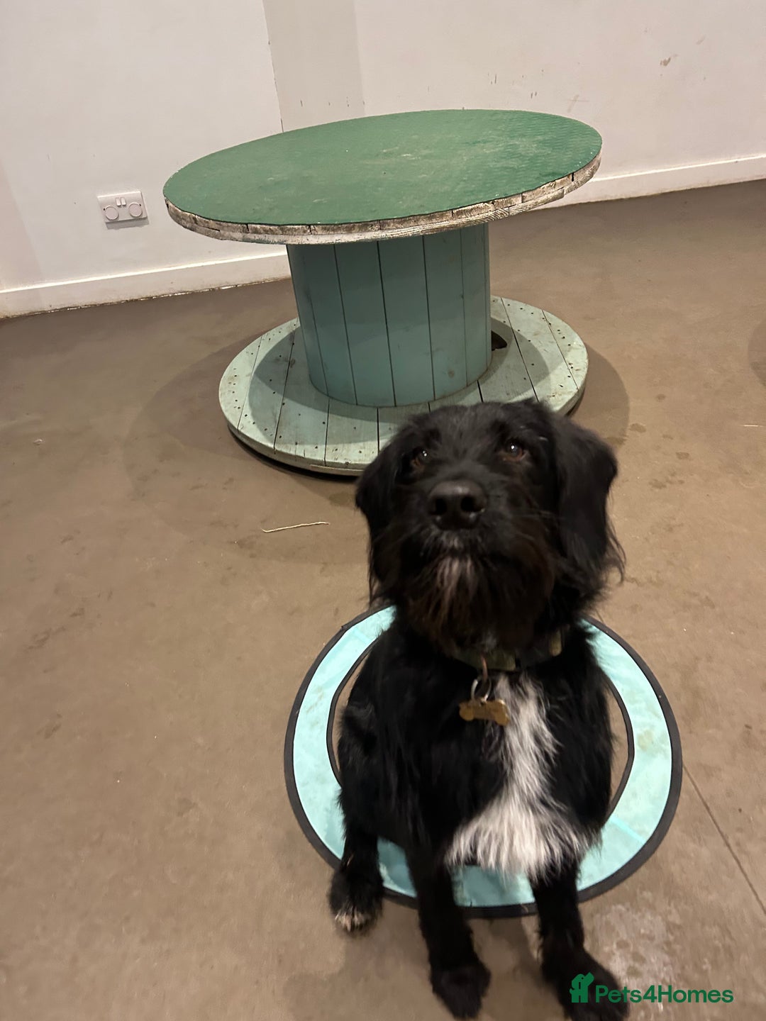 Labradoodle dogs for stud: F1b Miniature Labradoodle (Fully Health Tested) - Advert 21