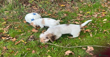 Cocker Spaniel dogs - Advert 3