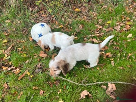 Cocker Spaniel dogs - Advert 3