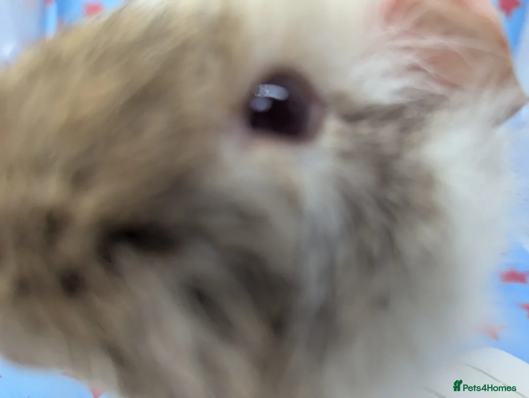 Guinea Pig rodents for sale: Guinea Pig male Dalmatian Abyssinian - Advert 4