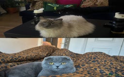 Scottish Fold cats for sale: Scottish Fold / Ragdoll - Image 7