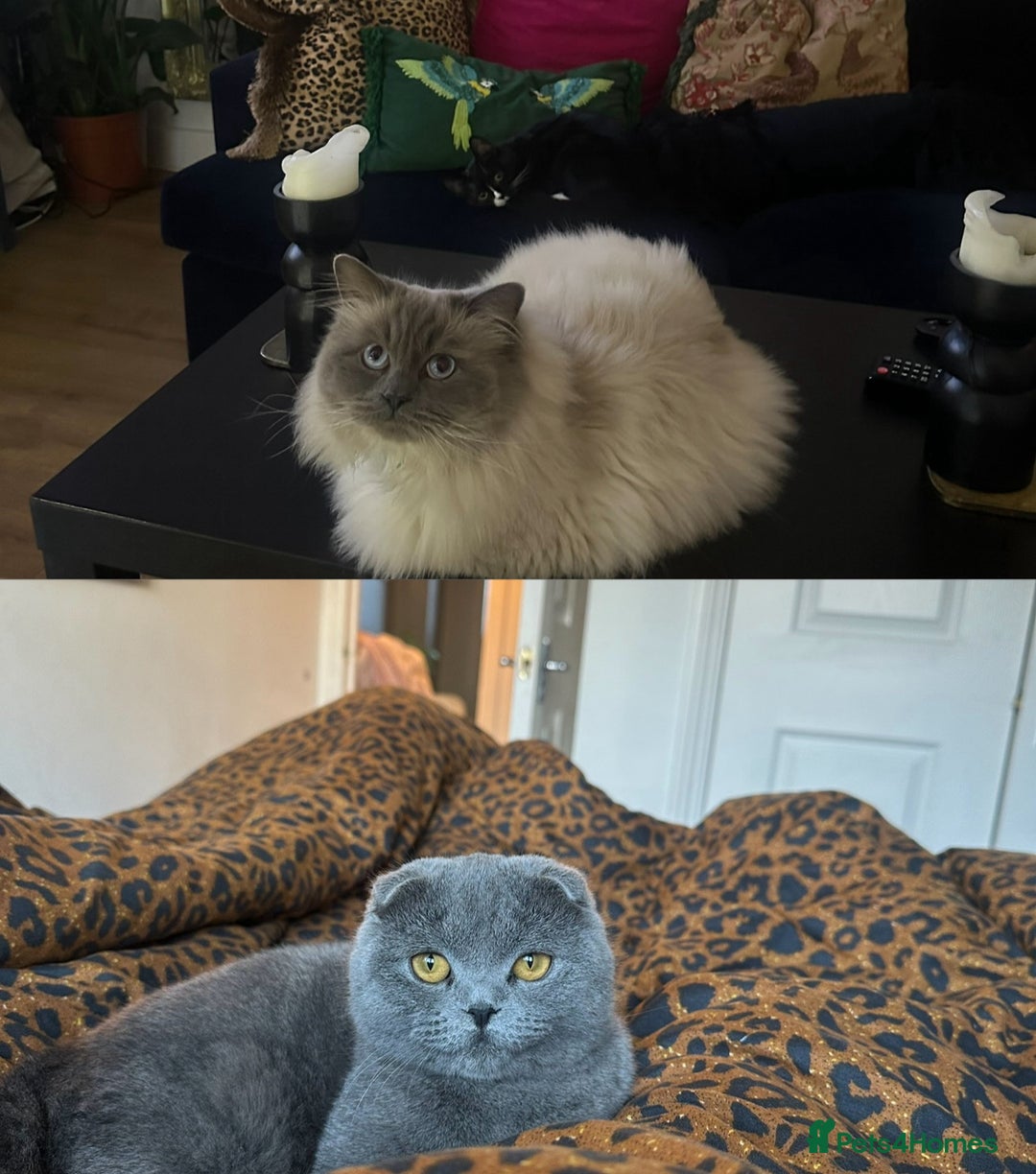 Scottish Fold cats for sale: Scottish Fold / Ragdoll - Image 7