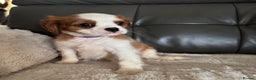 Cavalier King Charles Spaniel dogs for sale: Stunning cavalier King Charles puppies home bred - Advert 3