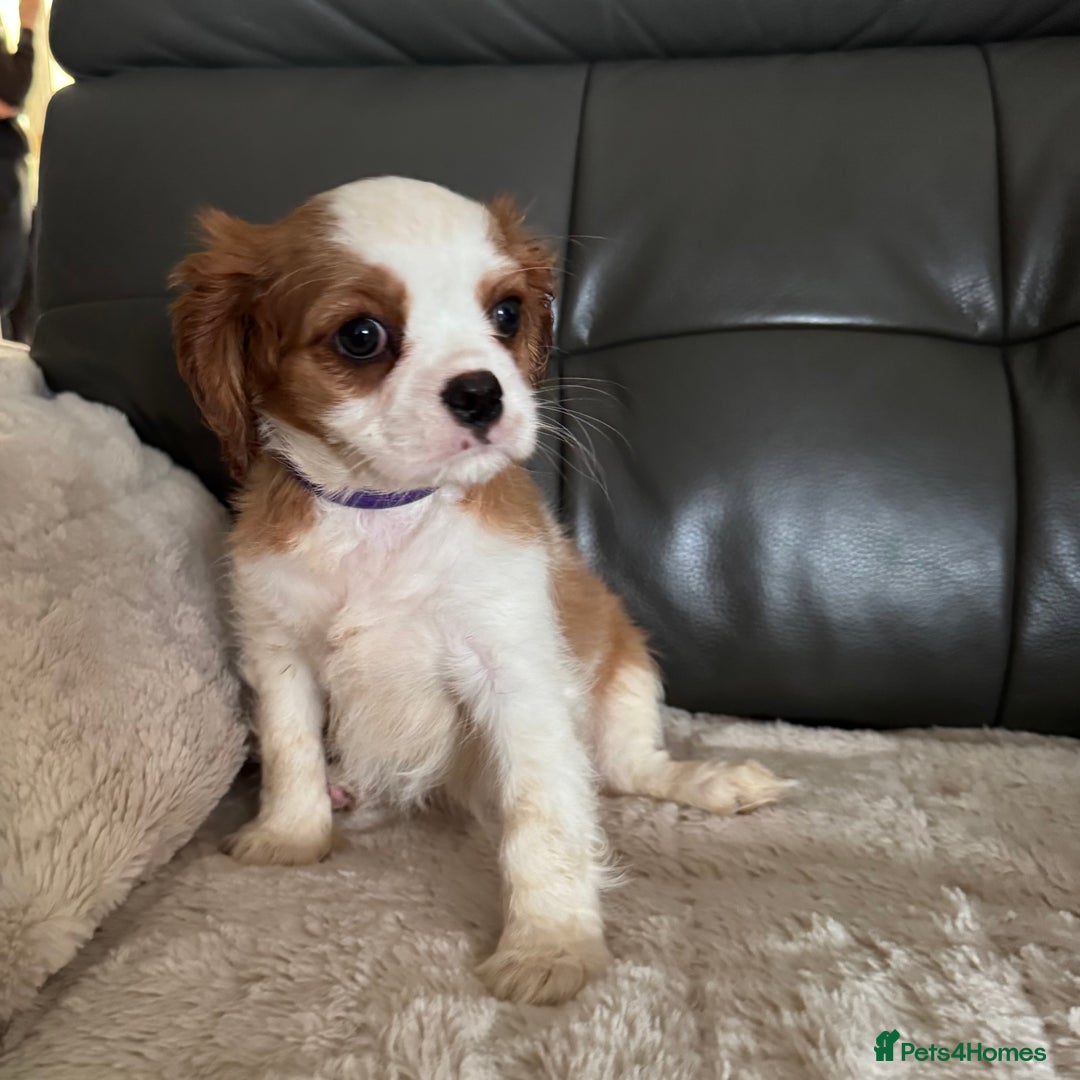 Cavalier King Charles Spaniel dogs for sale: Stunning cavalier King Charles puppies home bred - Advert 3