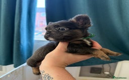 French Bulldog dogs for sale: Fluffy French Bulldogs 4 boys left  - Image 22