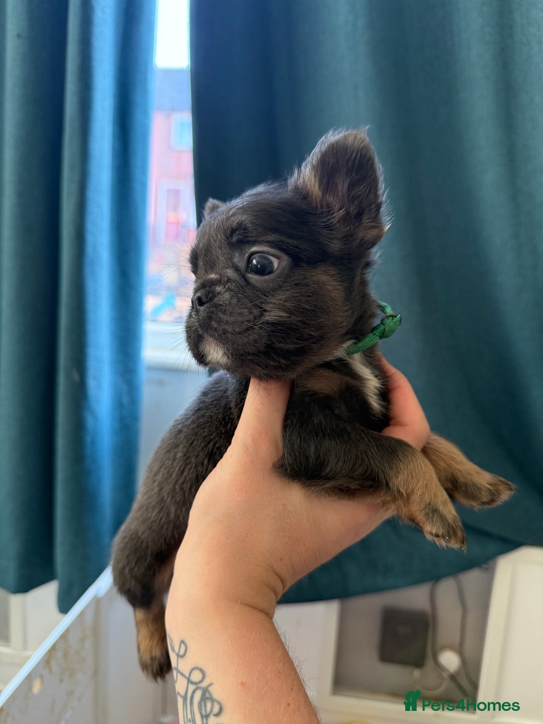French Bulldog dogs for sale: Fluffy French Bulldogs 4 boys left  - Image 22