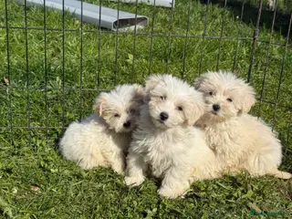 Mixed Breed dogs Cotonoodle pups ready now - Advert 13