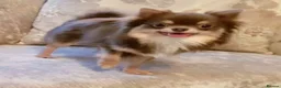 Chihuahua dogs for sale: Long haired chihuahua pup 🐶 - Advert 11