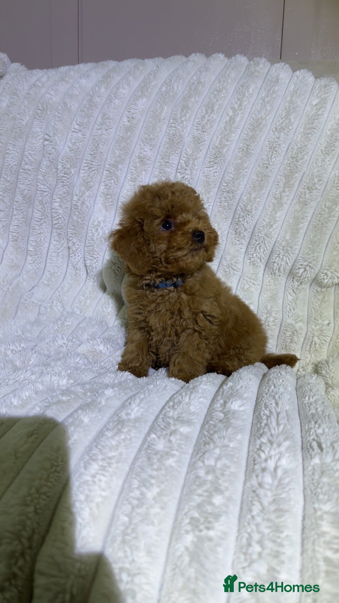 Toy Poodle dogs Tiny kc registered red boy toy poodle.  - Advert 6