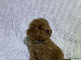 Toy Poodle dogs Tiny kc registered red boy toy poodle. - Advert 6