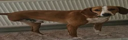 Mixed Breed dogs for adoption: Tio!! - Advert 5