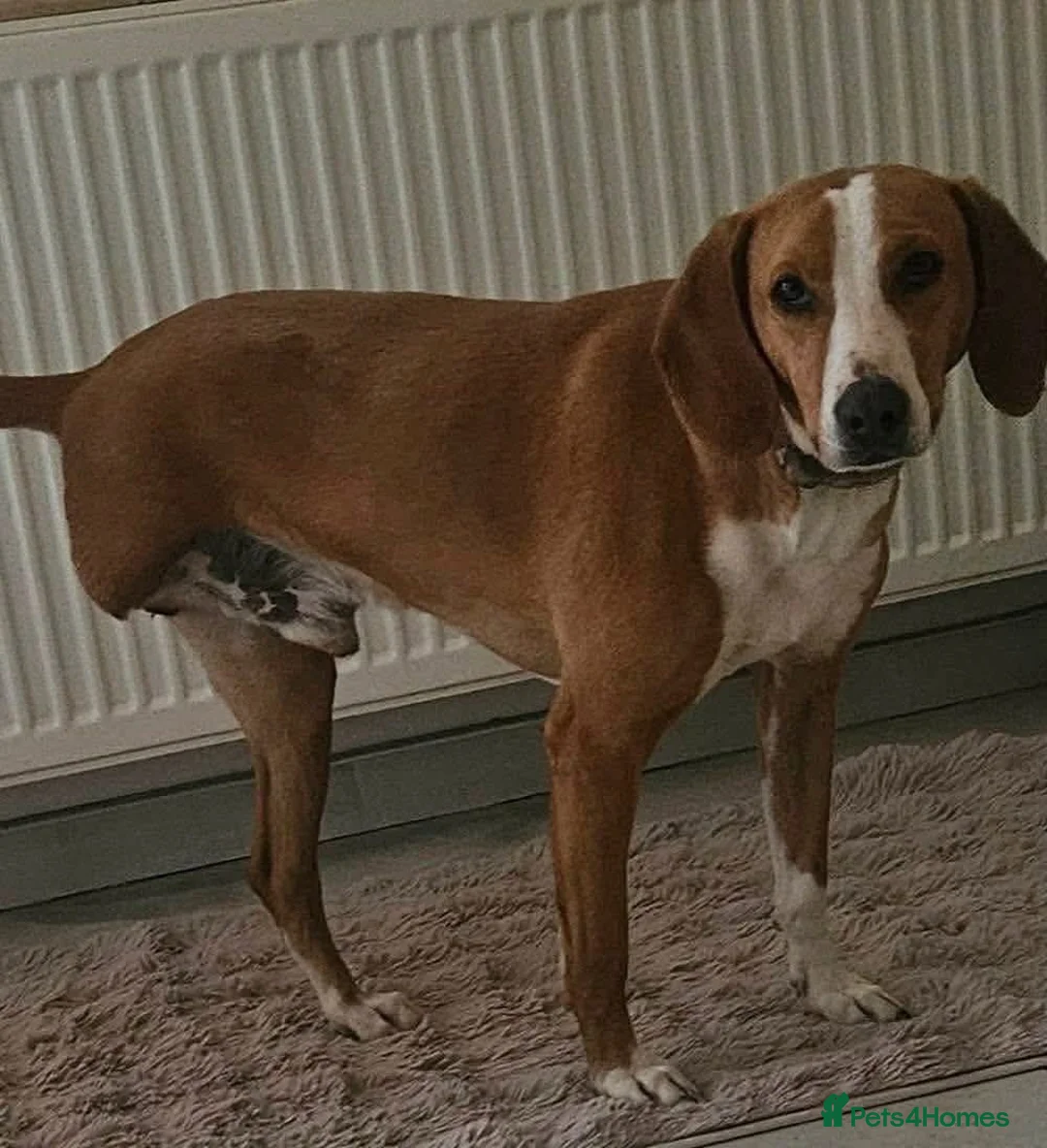 Mixed Breed dogs for adoption: Tio!! - Advert 5