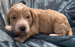Labradoodle dogs for sale: Labradoodles for Sale! - Image 12