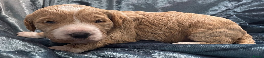 Labradoodle Puppy 3