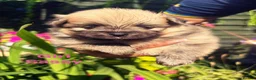 Pomeranian dogs for sale: Pomeranian puppies  in Birmingham - Advert 2