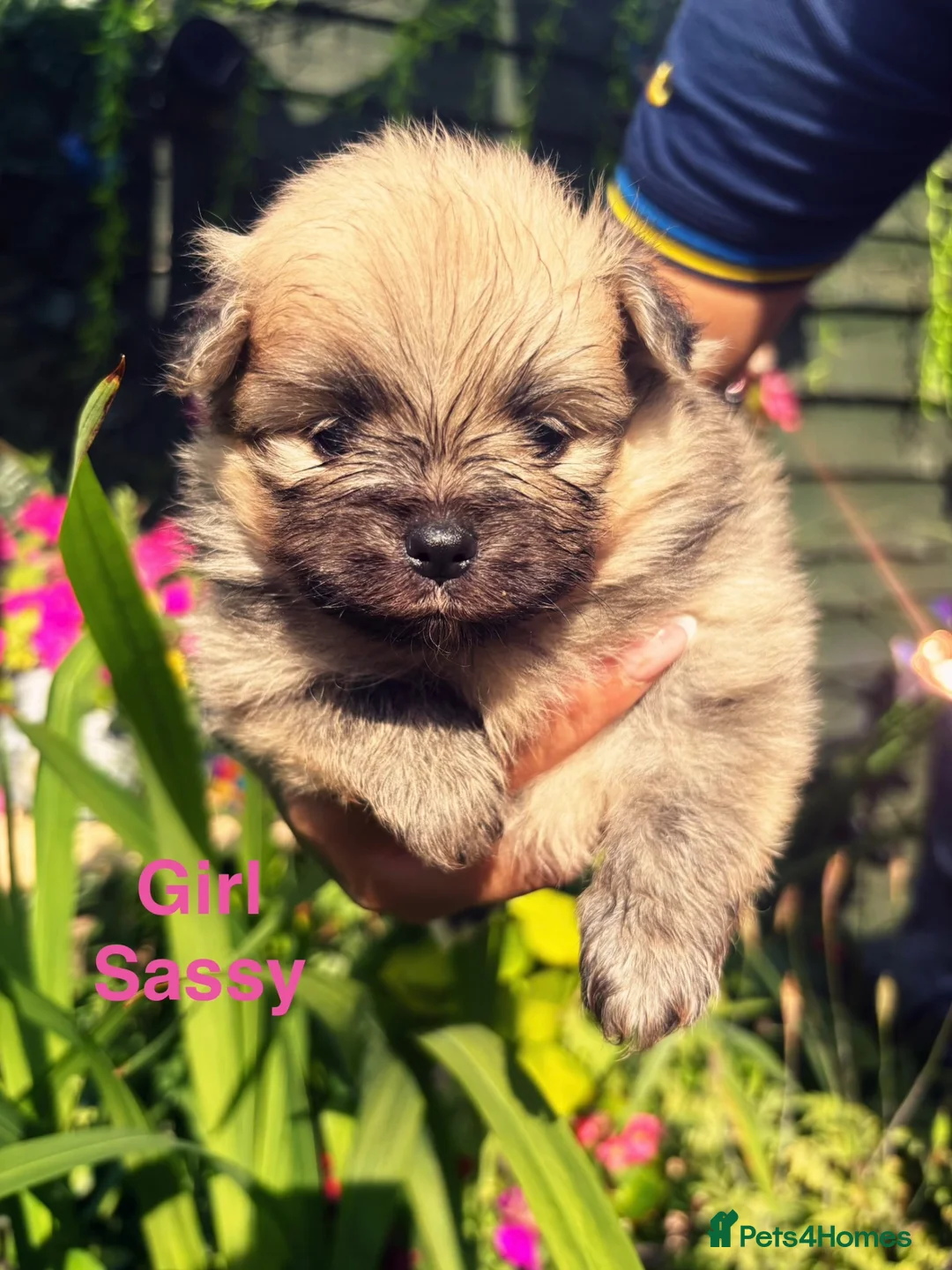 Pomeranian dogs for sale: Pomeranian puppies  in Birmingham - Advert 2