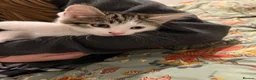 Domestic Shorthair cats for sale: A gorgeous male tabby and white domestic shorthair - Advert 9